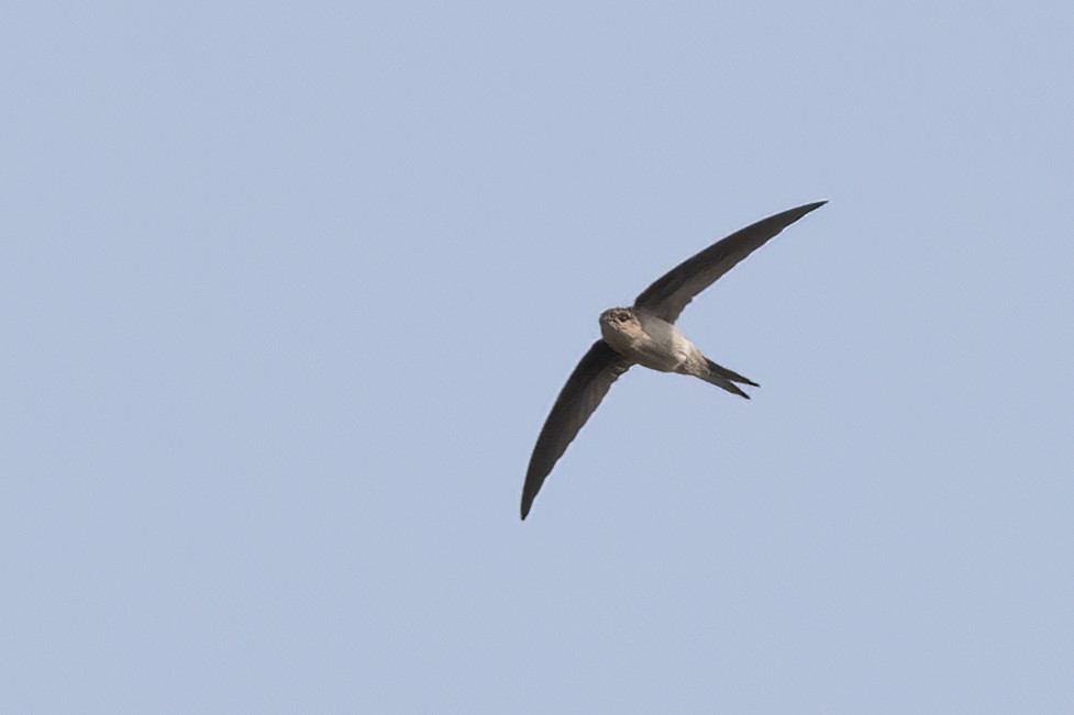 Asian Palm Swift - ML603011691