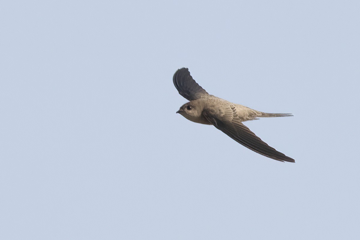 Asian Palm Swift - ML603011701