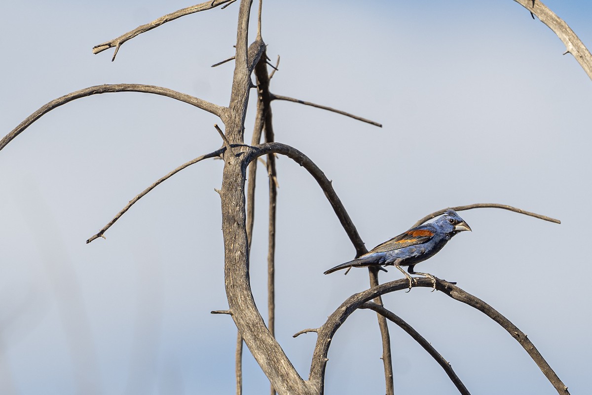 Blue Grosbeak - ML603012391