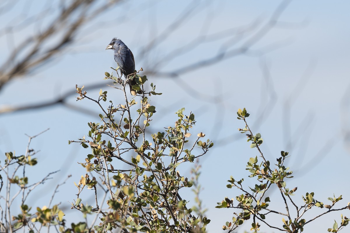 Blue Grosbeak - ML603012421