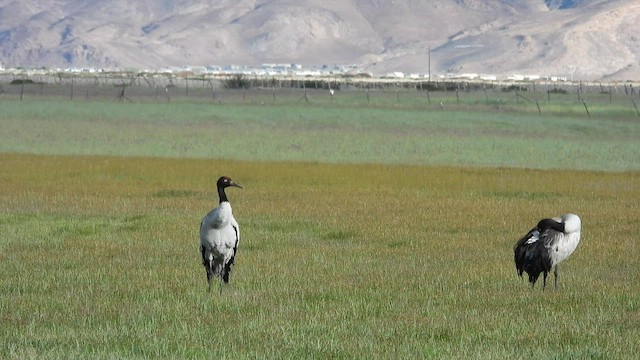 Black-necked Crane - ML603012701