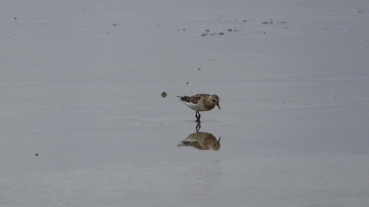 rødstrupesnipe - ML603013151