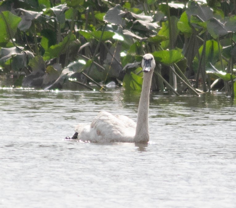 Trumpeter Swan - ML603013321