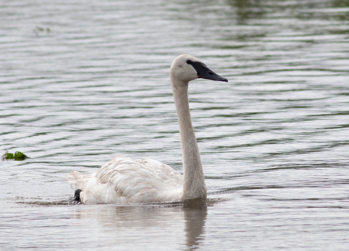 Trumpeter Swan - ML603013331