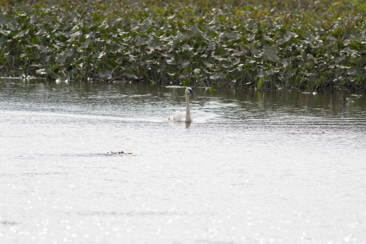 Trumpeter Swan - ML603013351