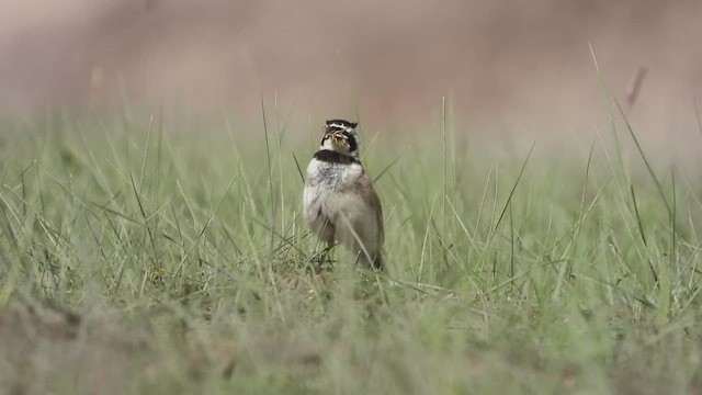 Horned Lark - ML603013661