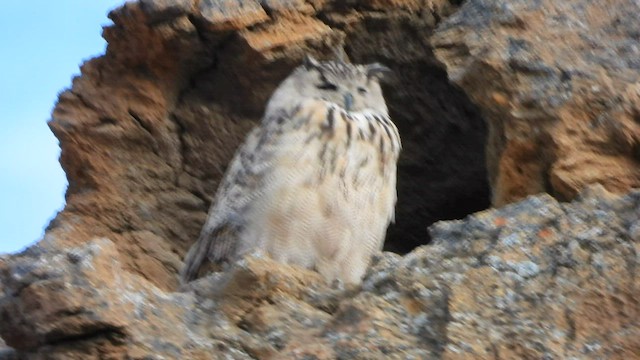 Eurasian Eagle-Owl - ML603013691