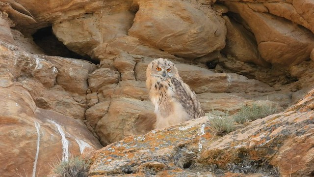 Eurasian Eagle-Owl - ML603013801