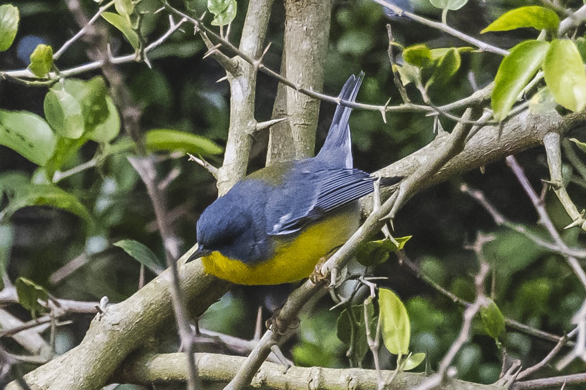 Tropical Parula - ML603014421