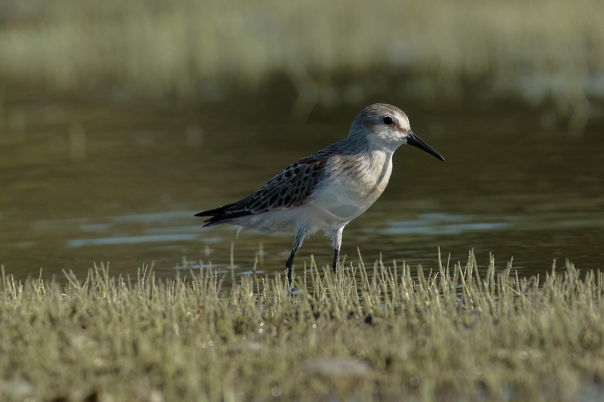 Bécasseau d'Alaska - ML603014561