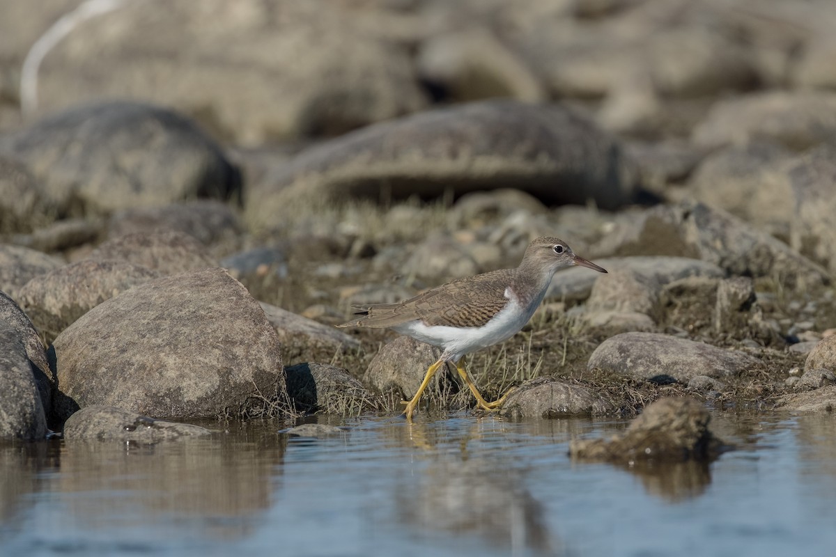 Spotted Sandpiper - ML603014691