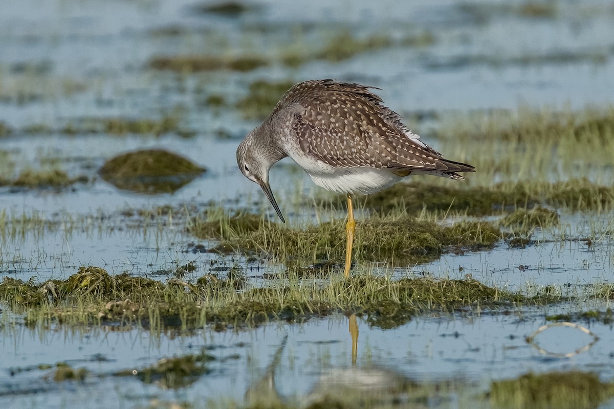 gulbeinsnipe - ML603014951