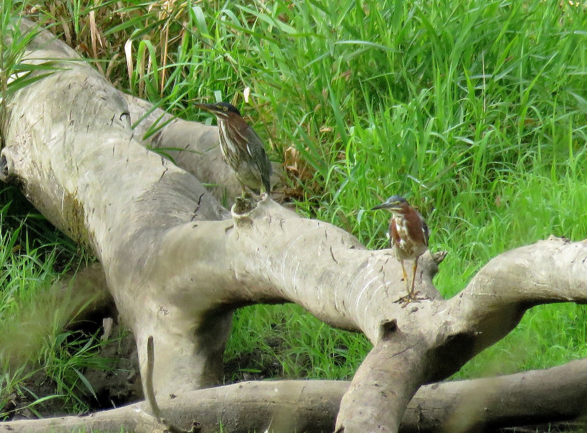 Green Heron - ML603015271