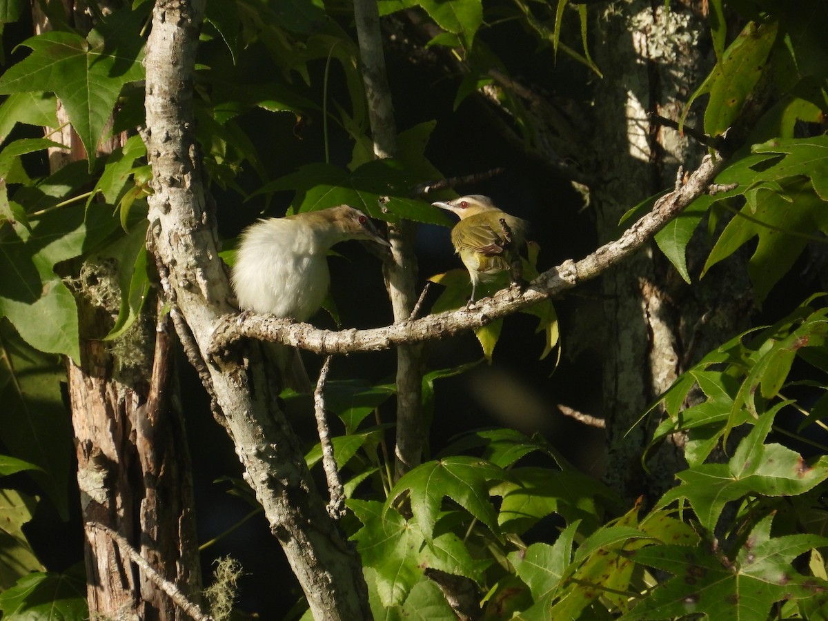 Red-eyed Vireo - ML603015531