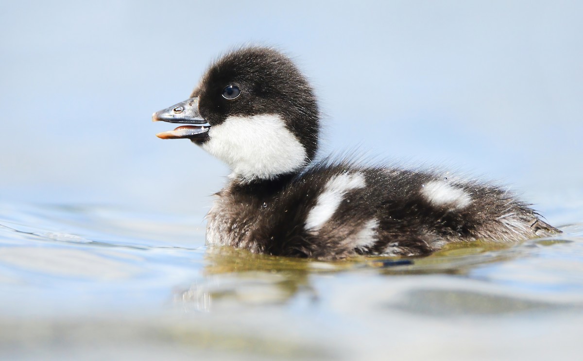 Barrow's Goldeneye - ML603015651