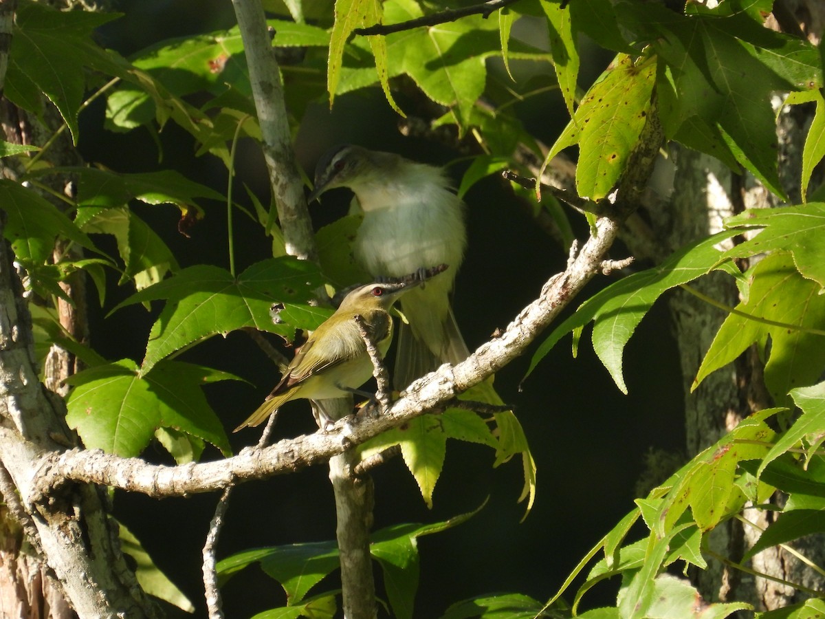 Red-eyed Vireo - ML603015851