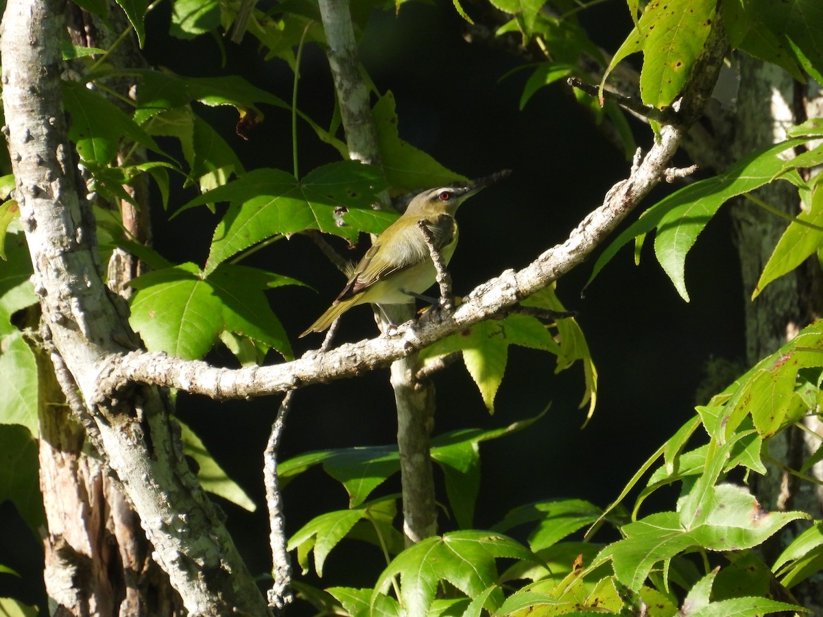 Red-eyed Vireo - ML603015861