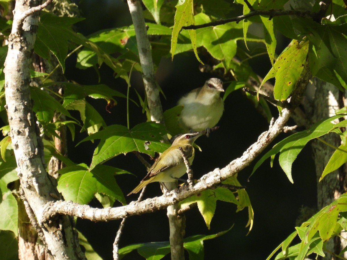 Red-eyed Vireo - ML603015871