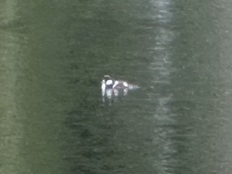 Barrow's Goldeneye - Greg Levandoski