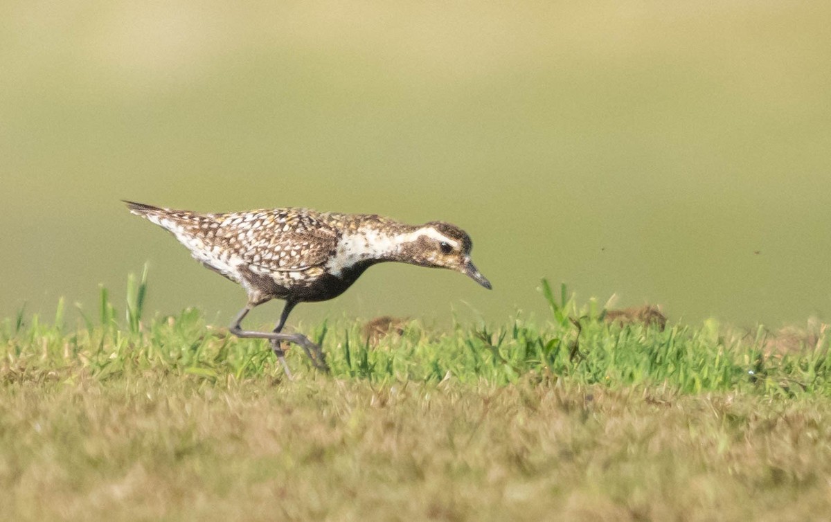 Pacific Golden-Plover - ML603017311