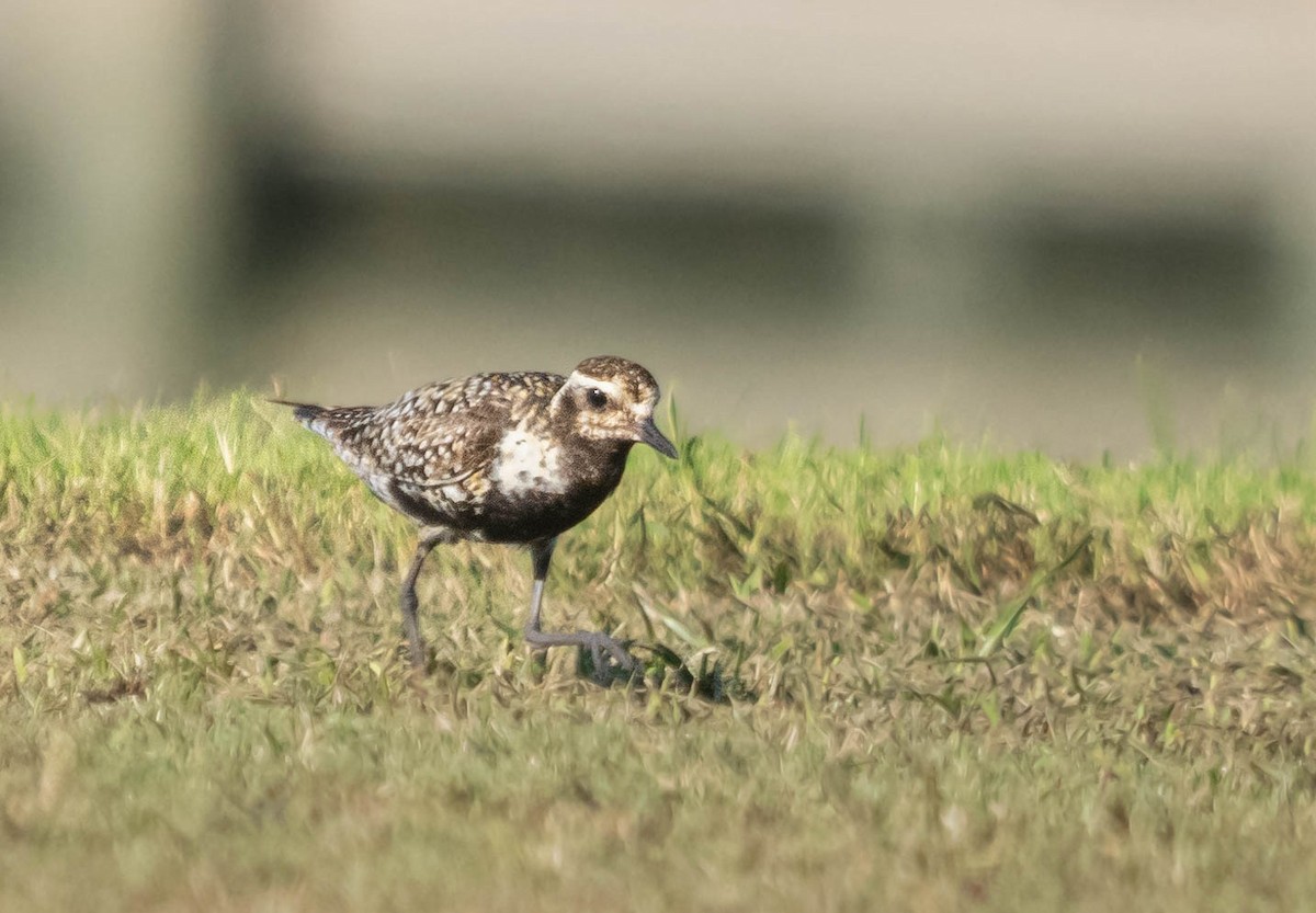 Pacific Golden-Plover - Kris Farrey