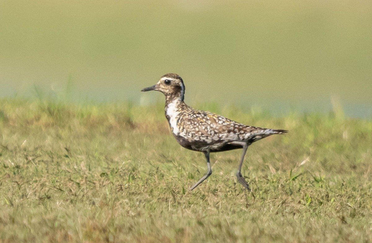 Pacific Golden-Plover - ML603017331