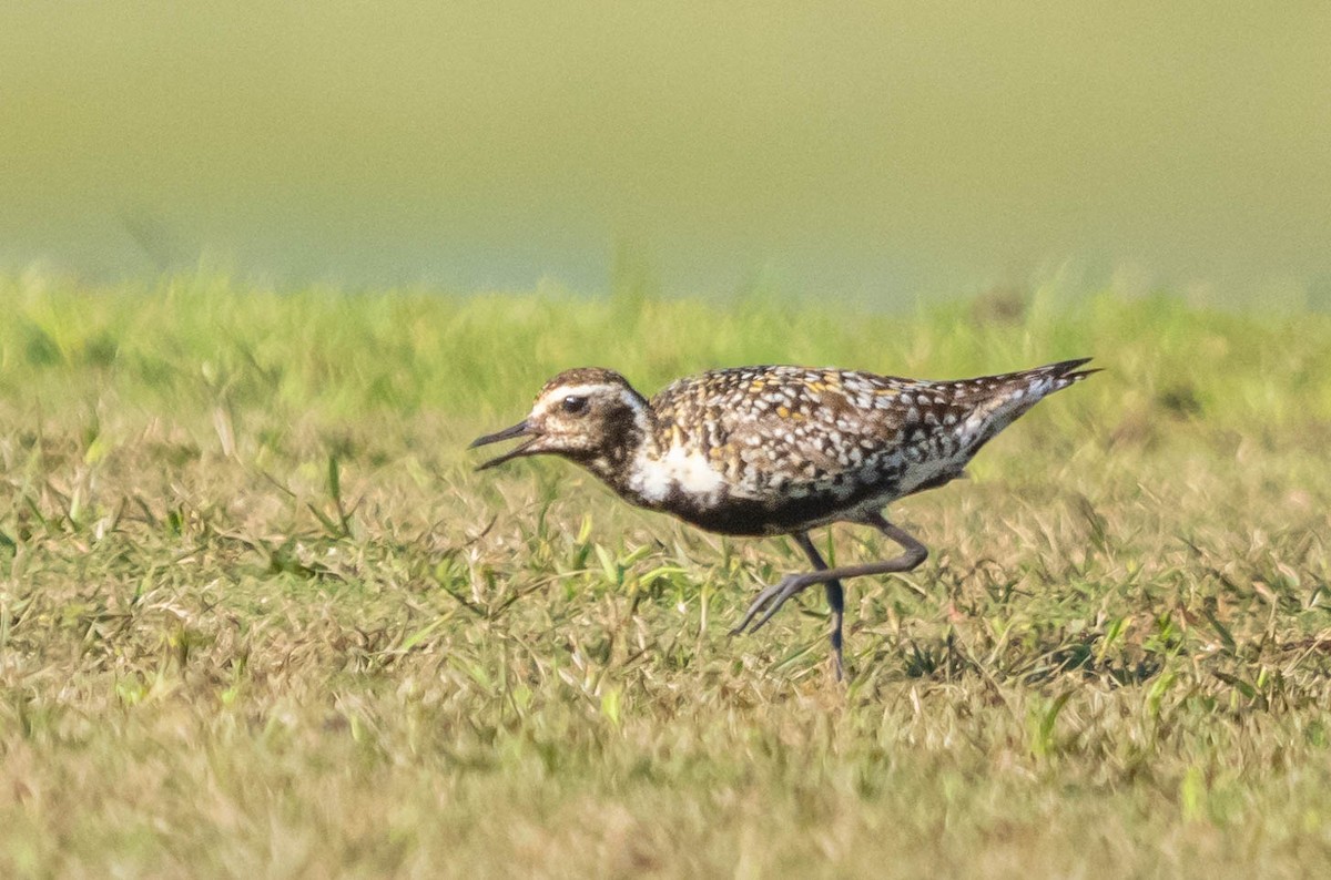 Pacific Golden-Plover - ML603017341