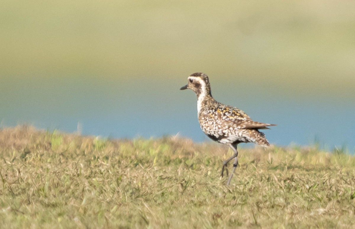 Pacific Golden-Plover - ML603017351