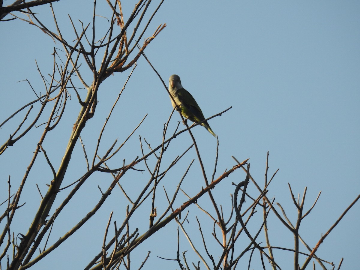 Monk Parakeet - adriana centeno