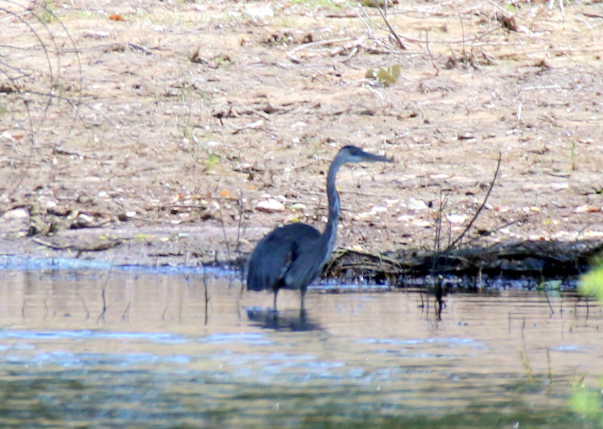 Great Blue Heron (Great Blue) - Angela Conry
