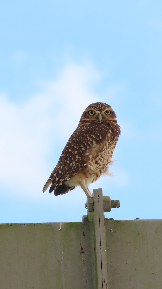 Burrowing Owl - ML603018931