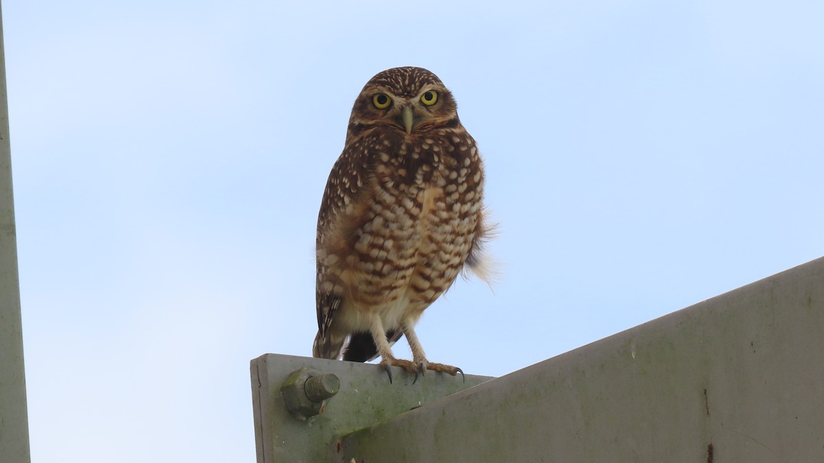 Burrowing Owl - ML603018941