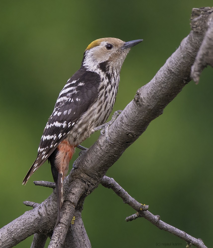 Brown-fronted Woodpecker - Rejaul Karim