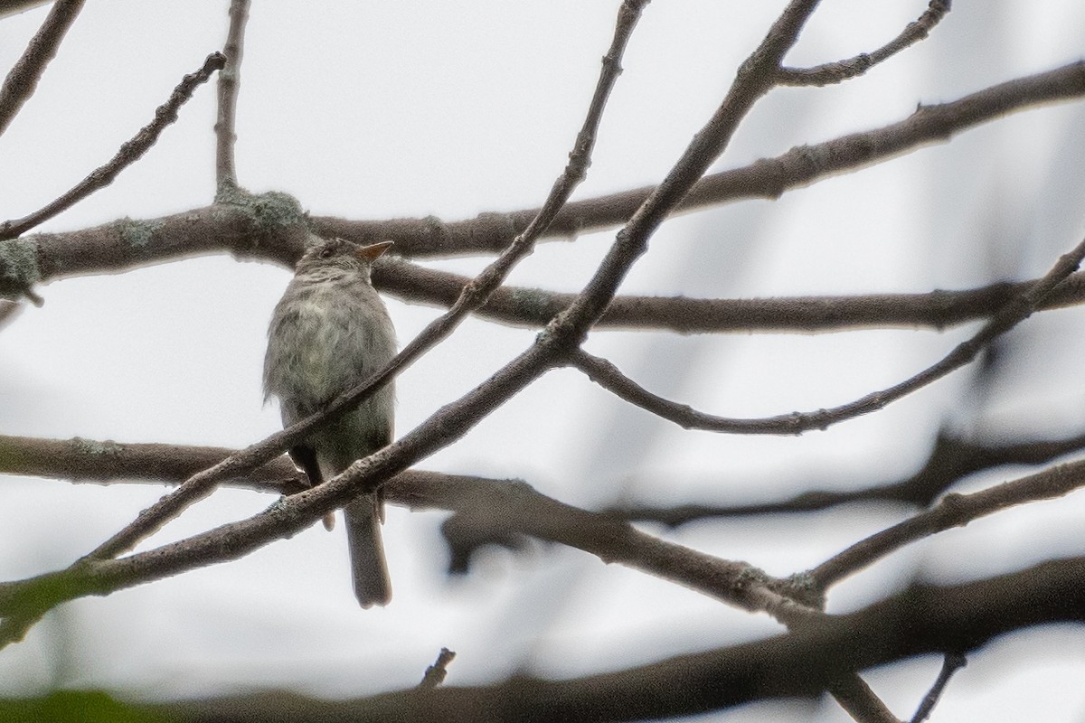 Eastern Wood-Pewee - Sylvie Desmeules