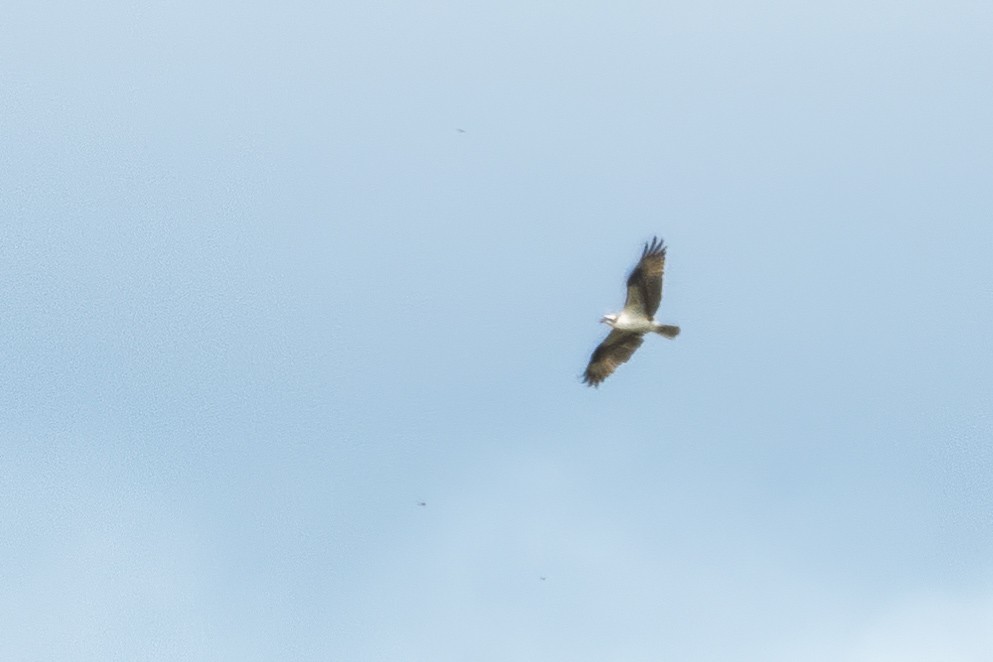 Águila Pescadora - ML603019451