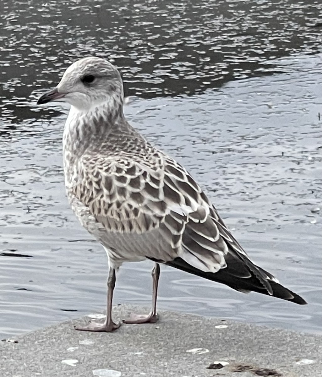 Common Gull - ML603020411