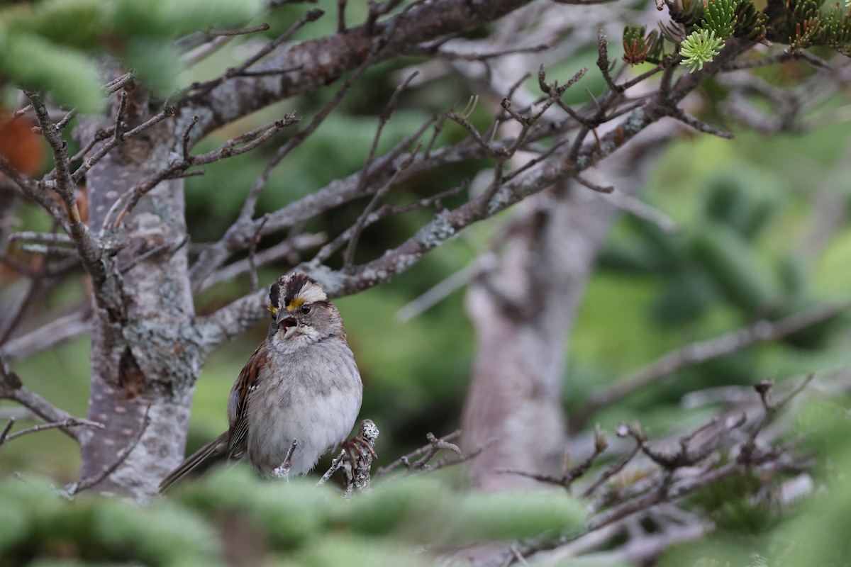 White-throated Sparrow - ML603021291