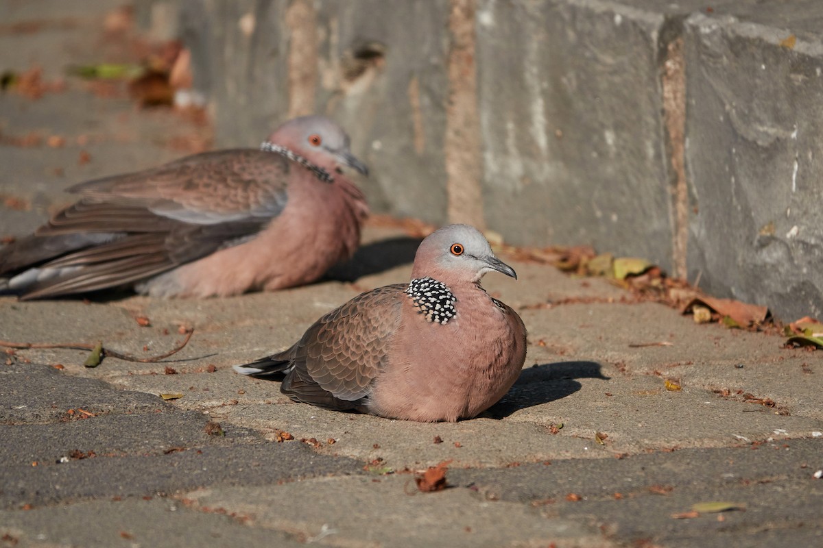 Spotted Dove - ML603022151