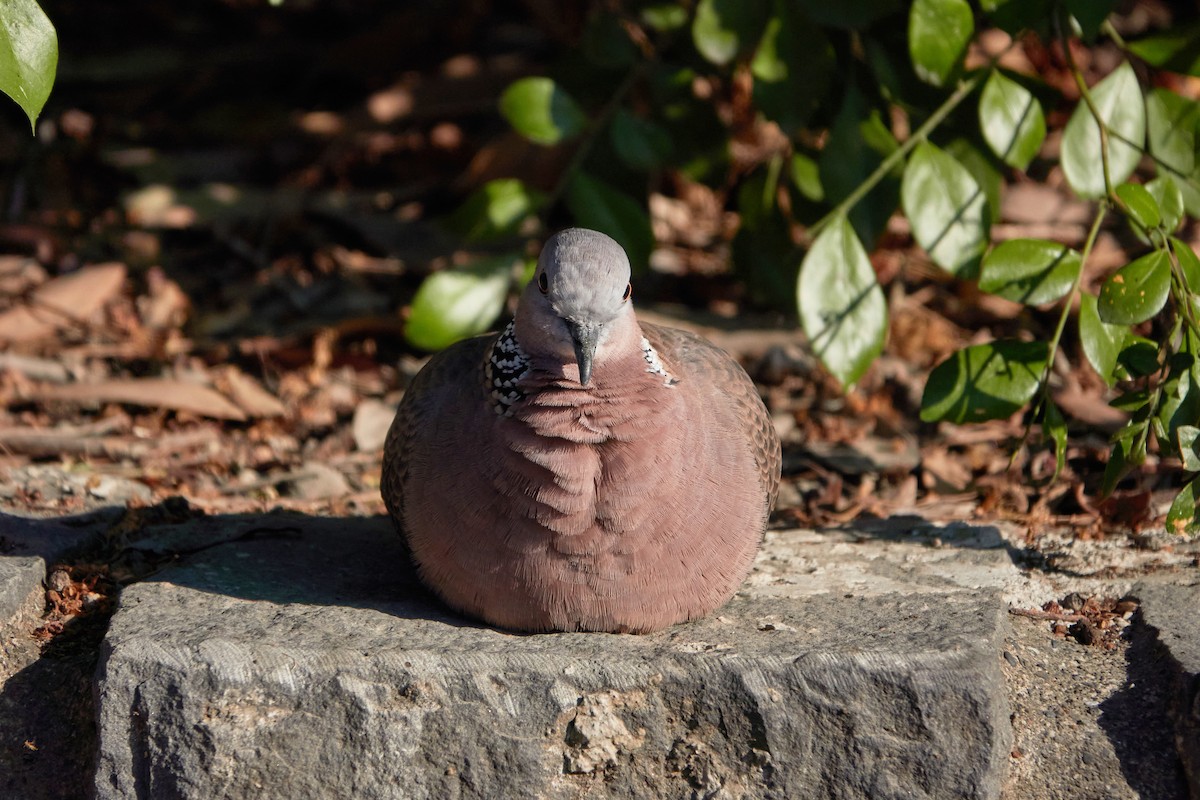 Spotted Dove - ML603022161