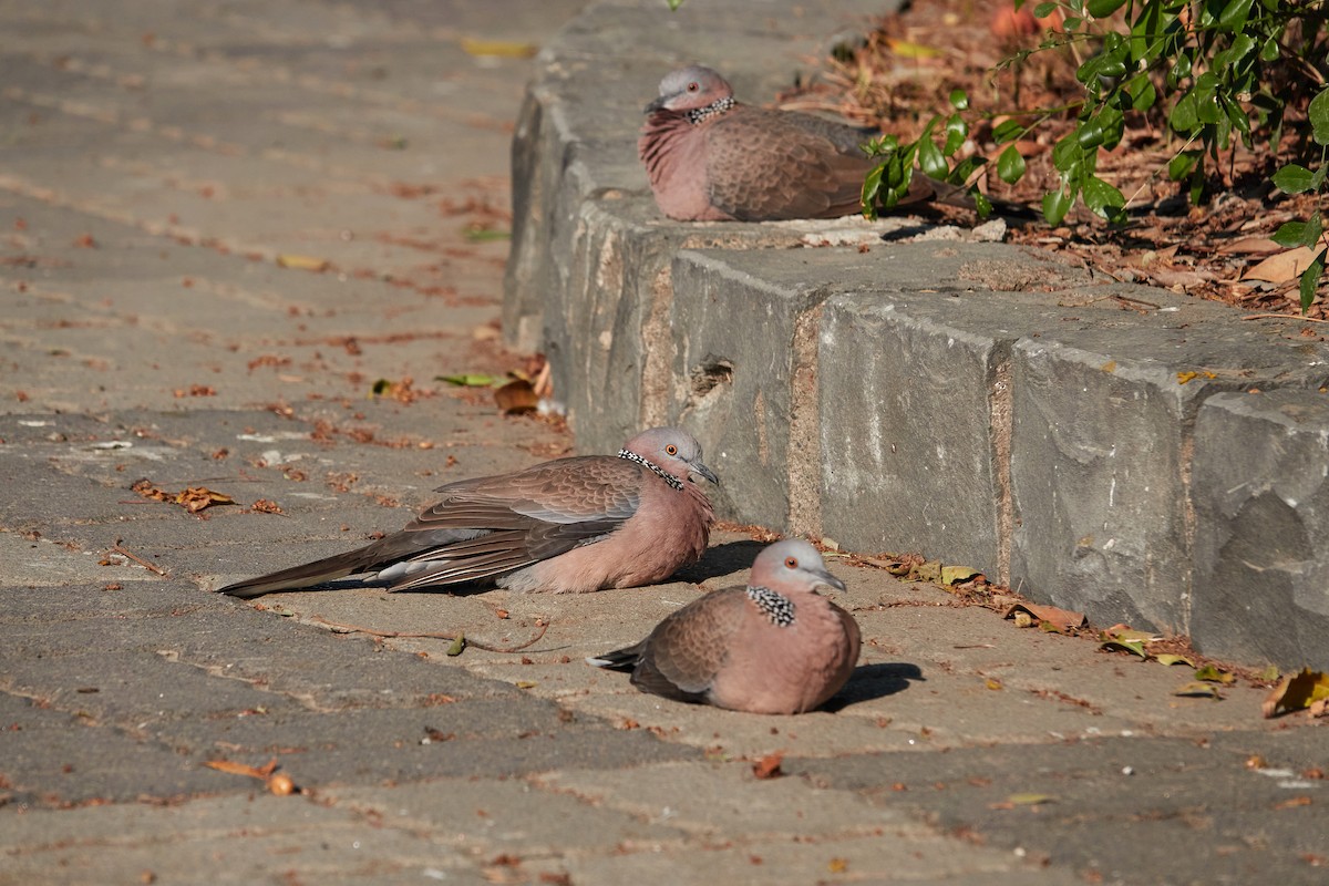 Spotted Dove - ML603022171