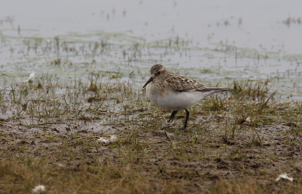 Baird's Sandpiper - ML603022881