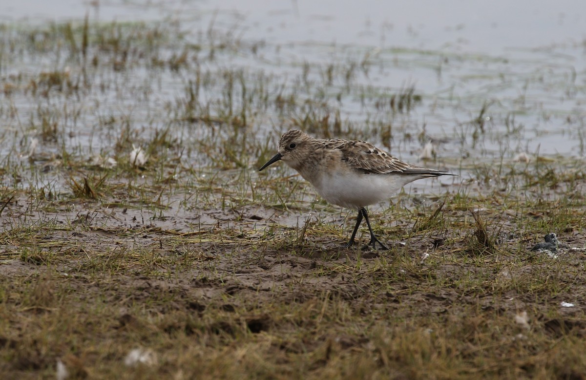 Baird's Sandpiper - ML603022911