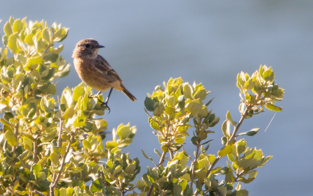 European Stonechat - ML603023151