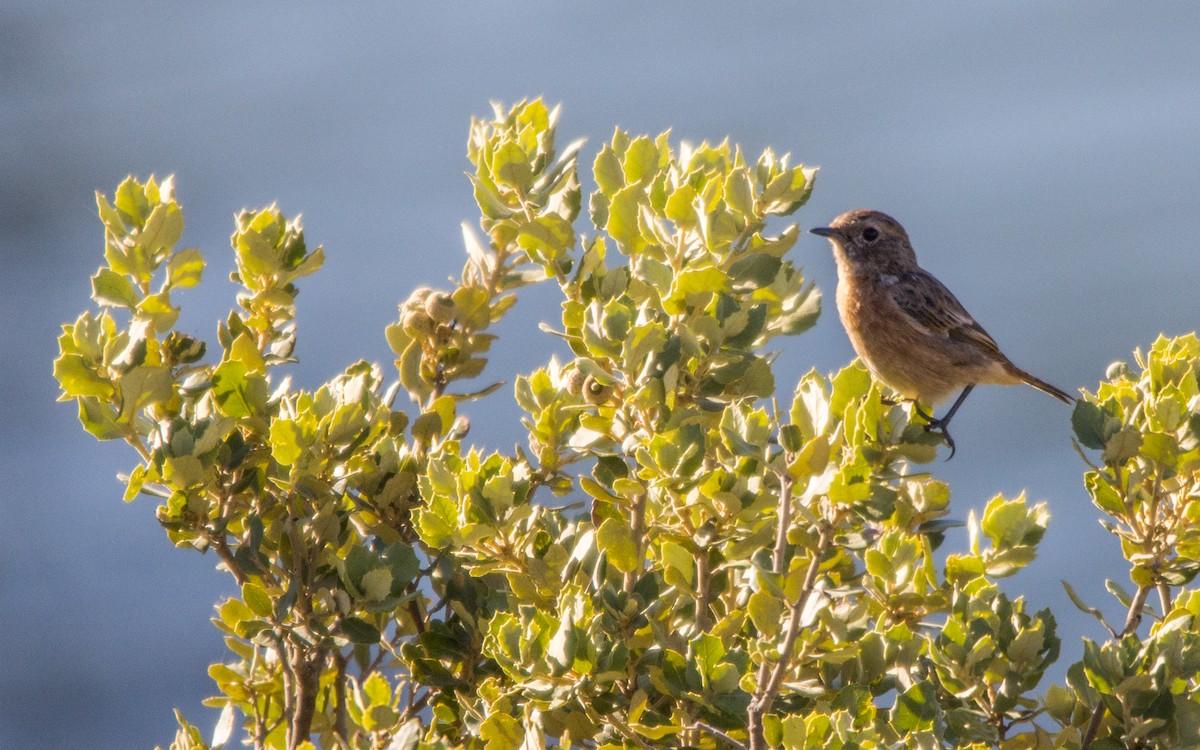 European Stonechat - ML603023211