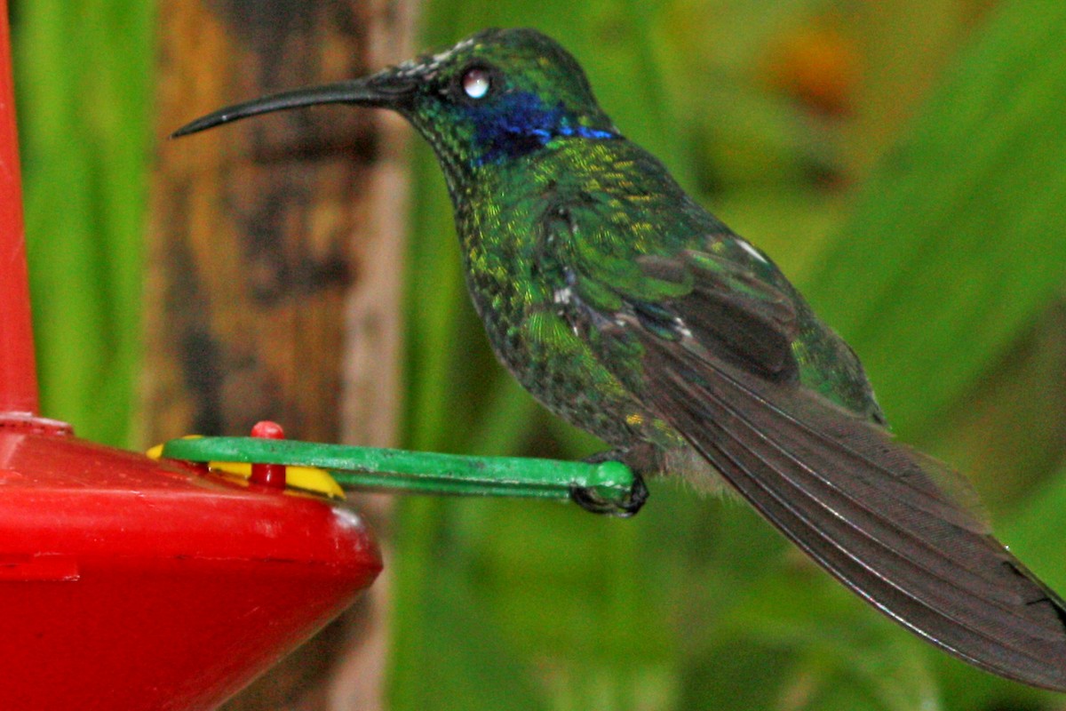 Lesser Violetear (Costa Rican) - Stephen and Felicia Cook