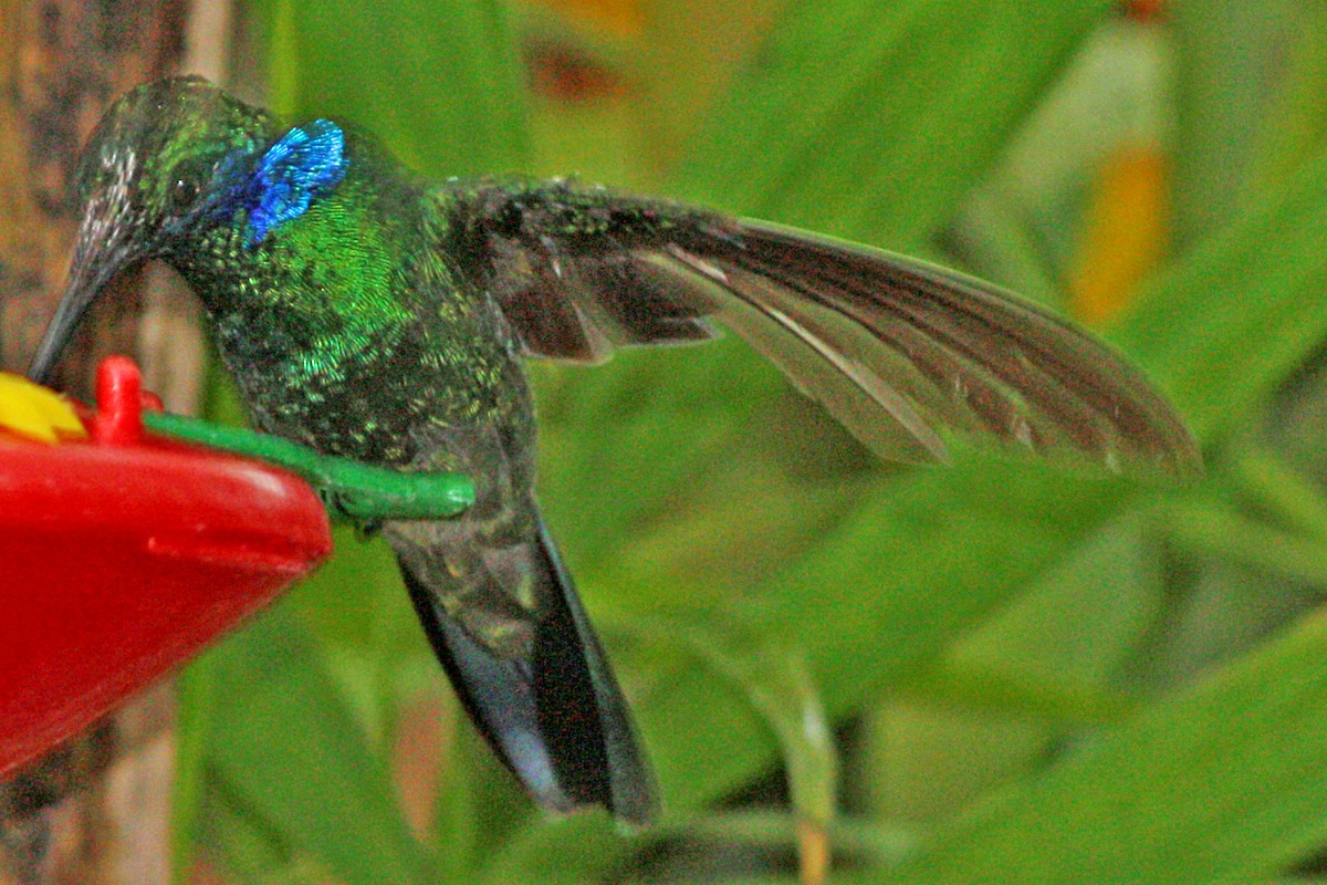 Colibri cyanote (cabanidis) - ML603023881