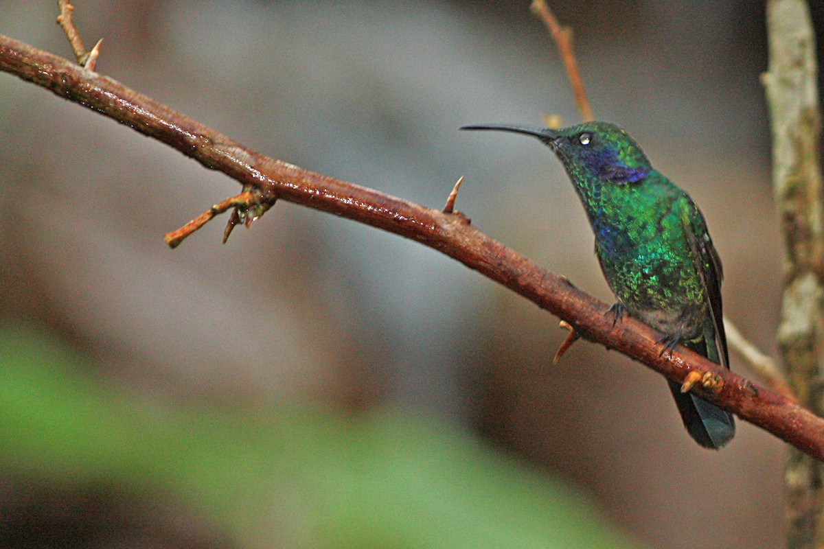 Lesser Violetear (Costa Rican) - Stephen and Felicia Cook