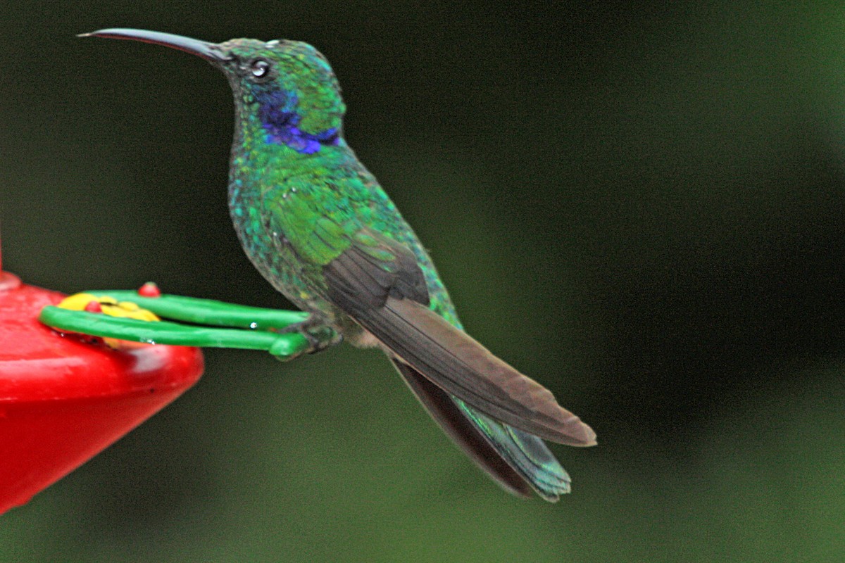 kolibřík modrouchý (ssp. cabanidis) - ML603023911