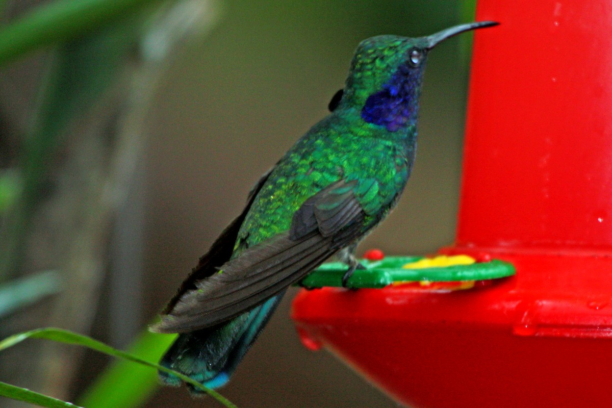 kolibřík modrouchý (ssp. cabanidis) - ML603023941