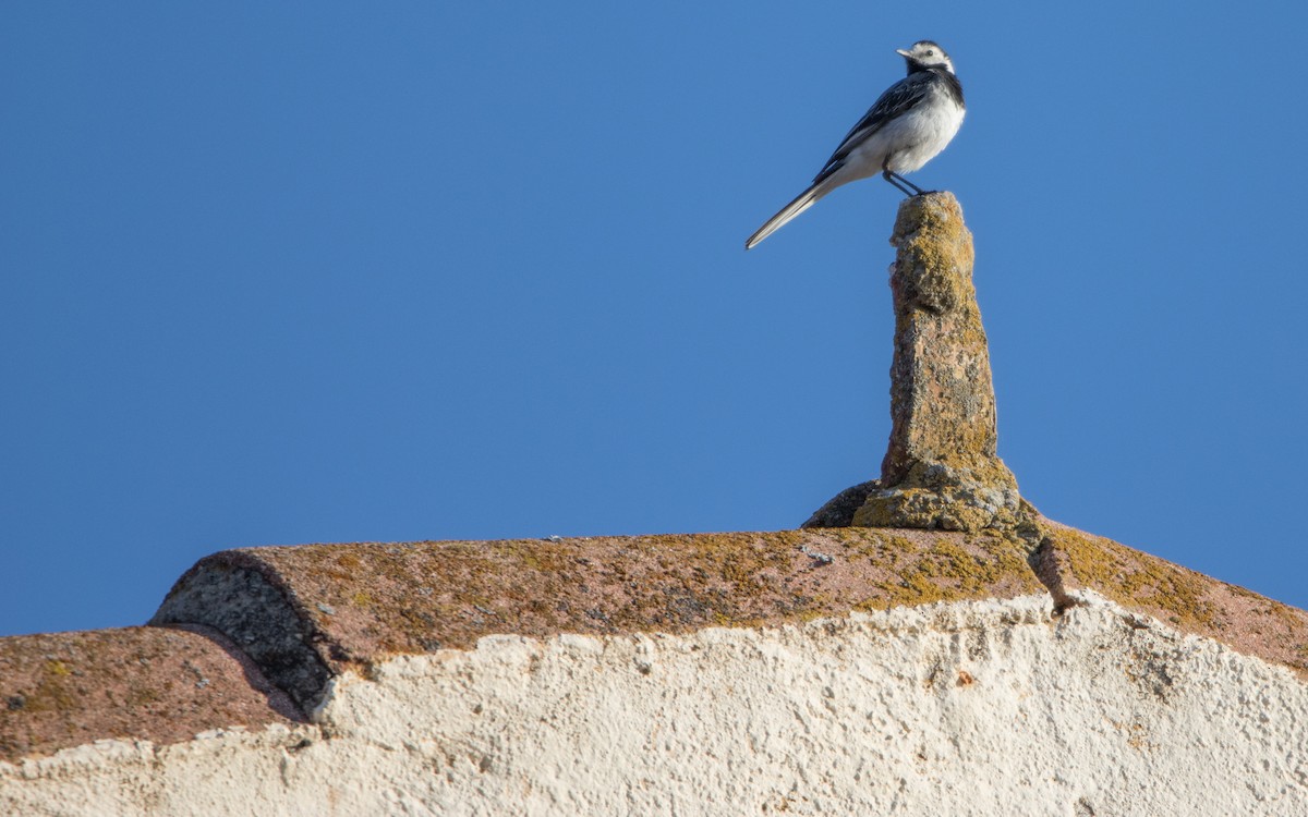 White Wagtail - ML603024031